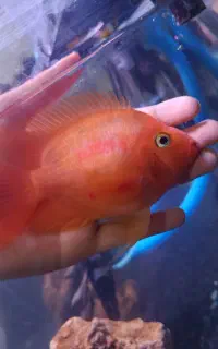 2 تا پرت 2 تا پنکوسی بی‌نظیر فوری