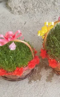 سبزه زیبا