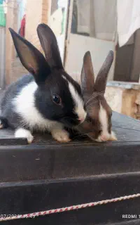 بچه خرگوش