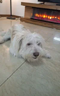 سگ نر ۸ ماهه نژاد مالتیز خونگی و واکسن زده