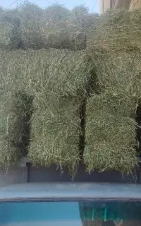 فروش یونجه خشک