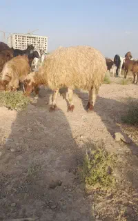 ی جفت بره شال درجه ۱