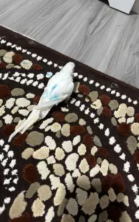 جفت مرغ عشق دستی