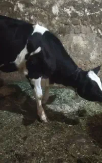 گوساله