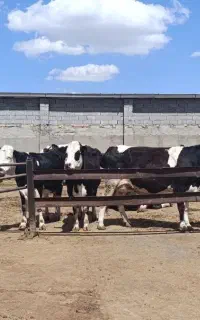 کارگر جهت کار در گاوداری