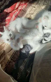 بچه گربه پرشین عروسکی