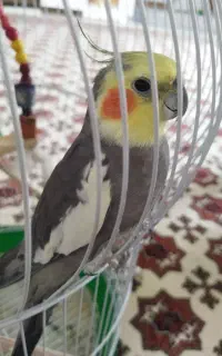عروس هلندی سخنگو با قفس