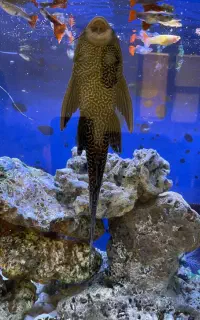 لجن خوار