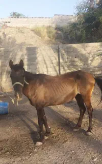 فروش  اسب مادیان