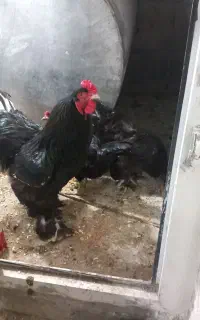 تخم مرع برهما