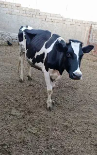 گاو گوساله