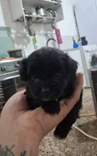 واگزاری سگ پاکوتا