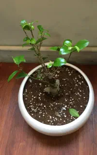 تسویه همه کارت