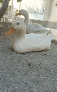 یه جفت اردک نر و ماده