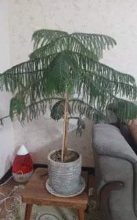 کاج مطبق