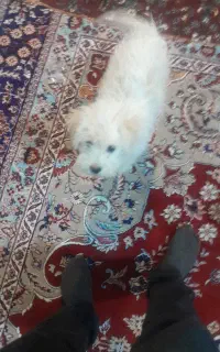 سگ پاپی