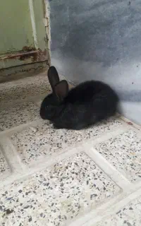 بچه خرگوش شیطون