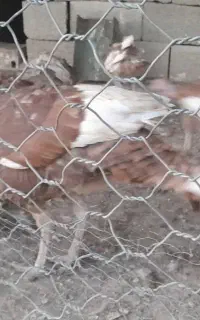 بوقلمون