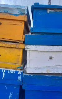 کندو، طبق، زنبور عسل