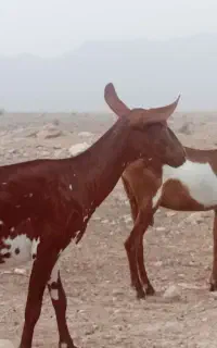 بز،
