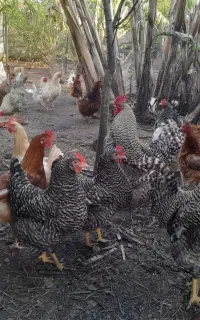 تخم نطفه دار آمروک اصل  و دورگه آمروک محلی
