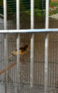 قناری قرص بخون