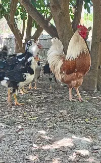 نیمچه مرغ و خروس