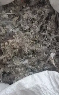 کود کبوتر