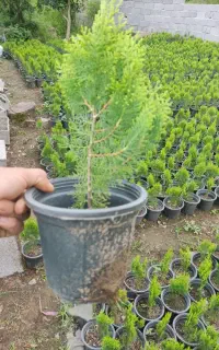کامیس نوکدار سطلی