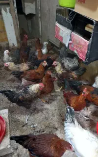 فروش مرغ ویروس ۶ ماهه