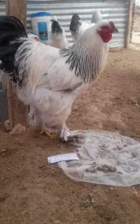 خروس برهما