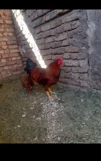 خروس چاق آمده کشتن