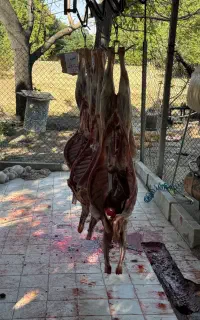 دام با قصاب
