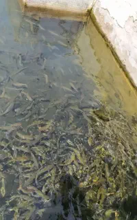بچه ماهی ایرانی قزل آلا