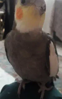 پرنده گمشده