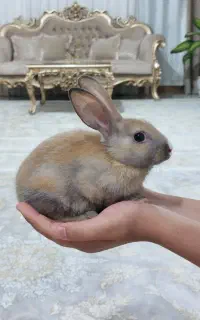 خرگوش زیبا