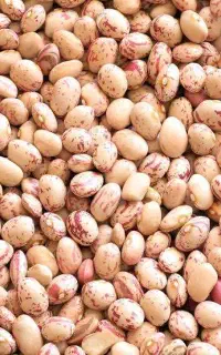 لوبیا چیتی درجه یک