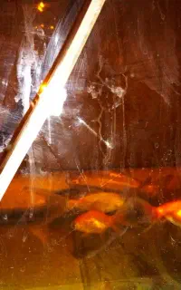 ماهی کوی