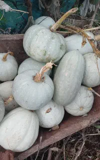 کدو حلوایی خوشمزه