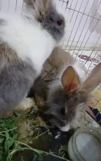خرگوش