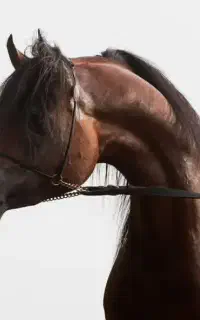 اسب عرب دوسر خارجی اسپرم