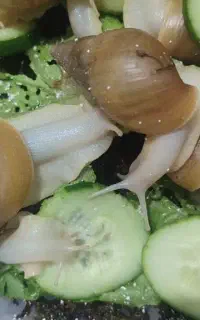 حلزون آچاتینا مولد پاکسازی عمقی صورت و جوانساز