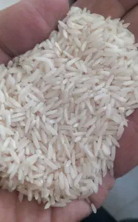 برنج شیرودی