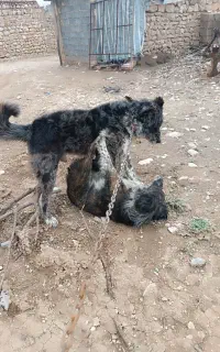 سگ خراسانی بزرگ