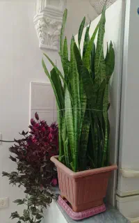 گل طبیعی آپارتمانی
