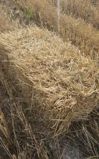اکیپ بارگیری کارگر نیازمندیم