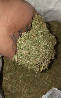 خارشتر سبز و نرم و کاه پرس