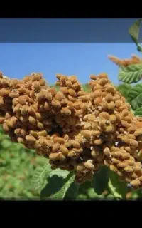 سماق خریدارم  و فروشم داریم
