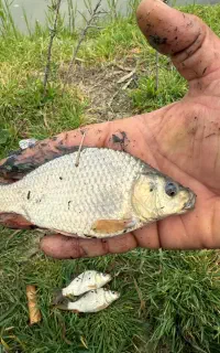 فروش بچه ماهی آمور فیتوفاک کپور بیگهد