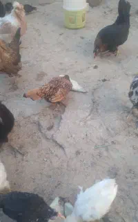 تخم مرغ لری گلین نطفه دار  از مولدین داخل تصویر